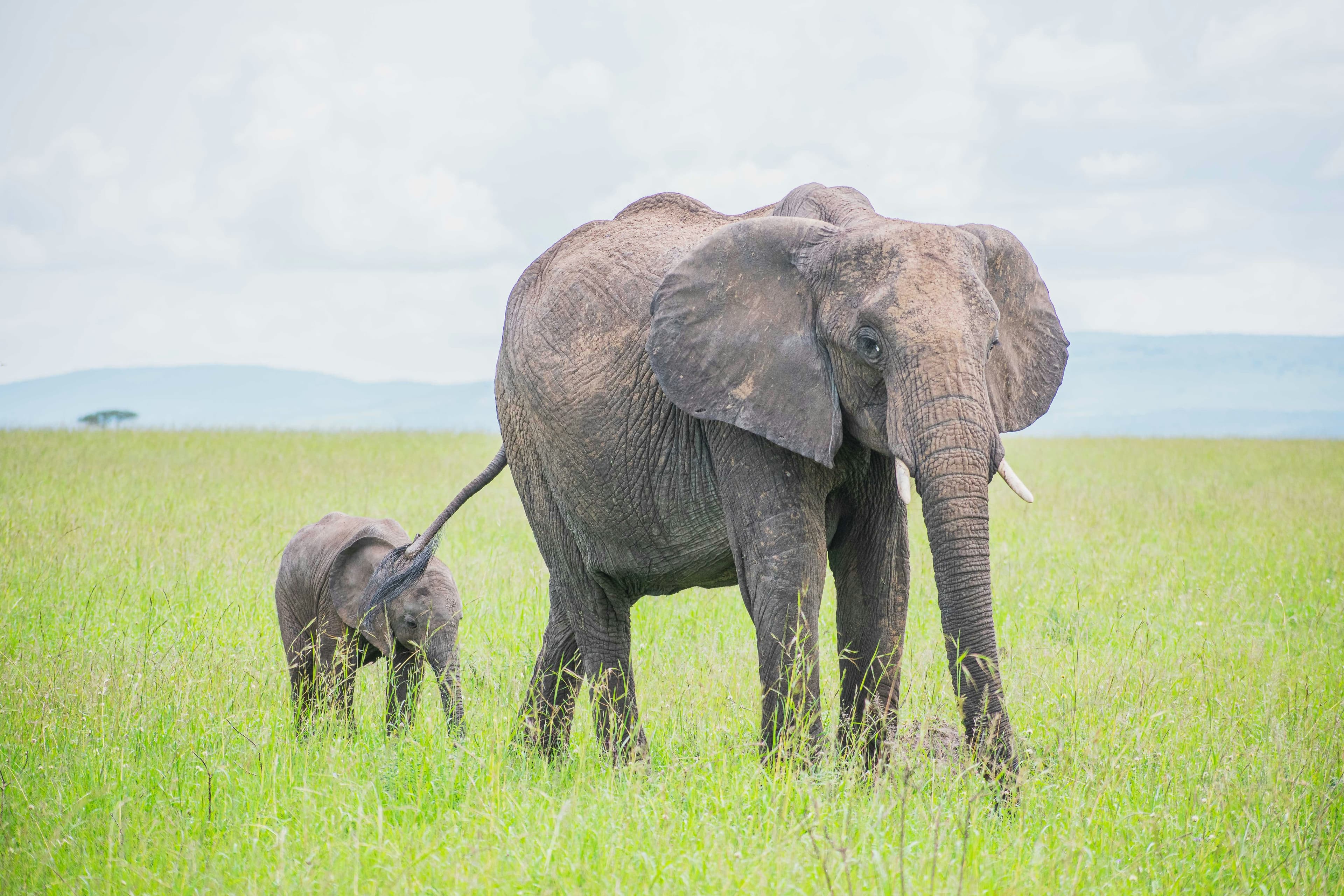 elephant with calf in the savanna